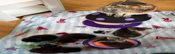 Mixed Breed cats for sale: 5 Beautiful kittens for sale - Advert 8