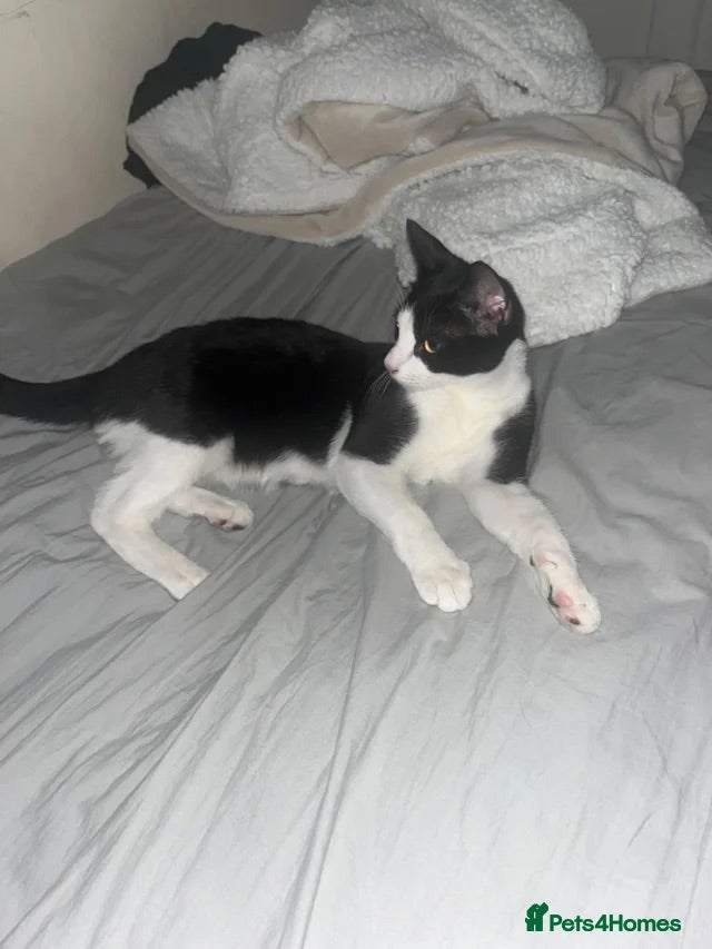 Mixed Breed cats FREE cat - Advert 4