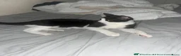 Mixed Breed cats for sale: FREE cat - Advert 1