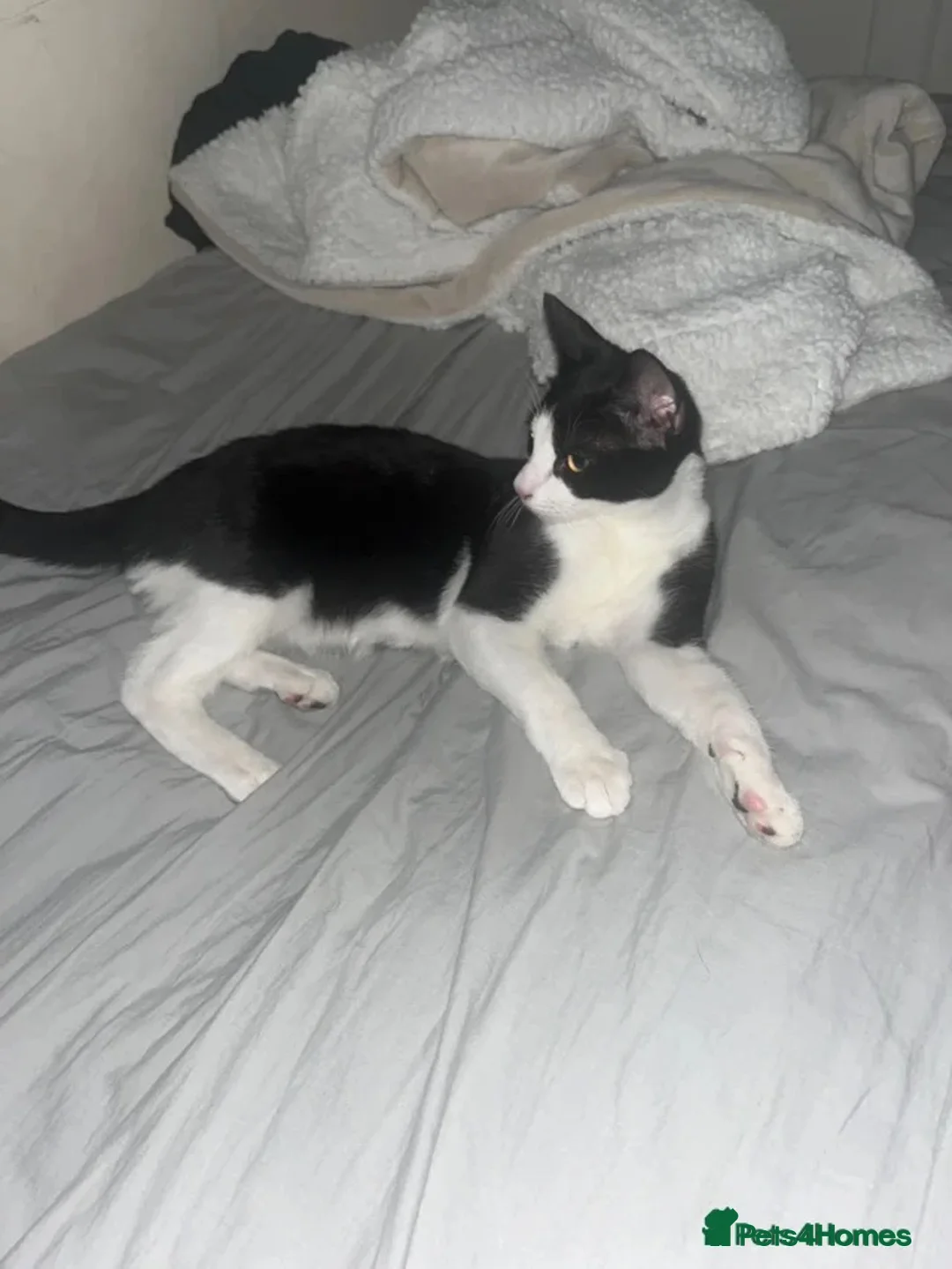 Mixed Breed cats for sale: FREE cat - Advert 1