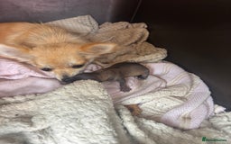 Chihuahua dogs for sale: Long hair Chihuahua boy  - Image 13
