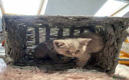 British Shorthair cats for sale: Stunning fluffy kittens  - Image 12