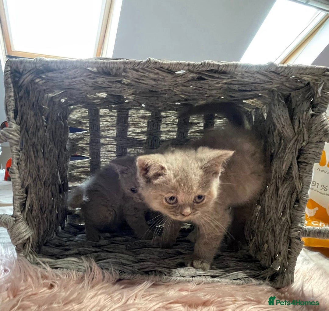 British Shorthair cats for sale: Stunning fluffy kittens  - Image 12