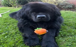 Newfoundland dogs for stud: Newfoundland stud  - Image 11
