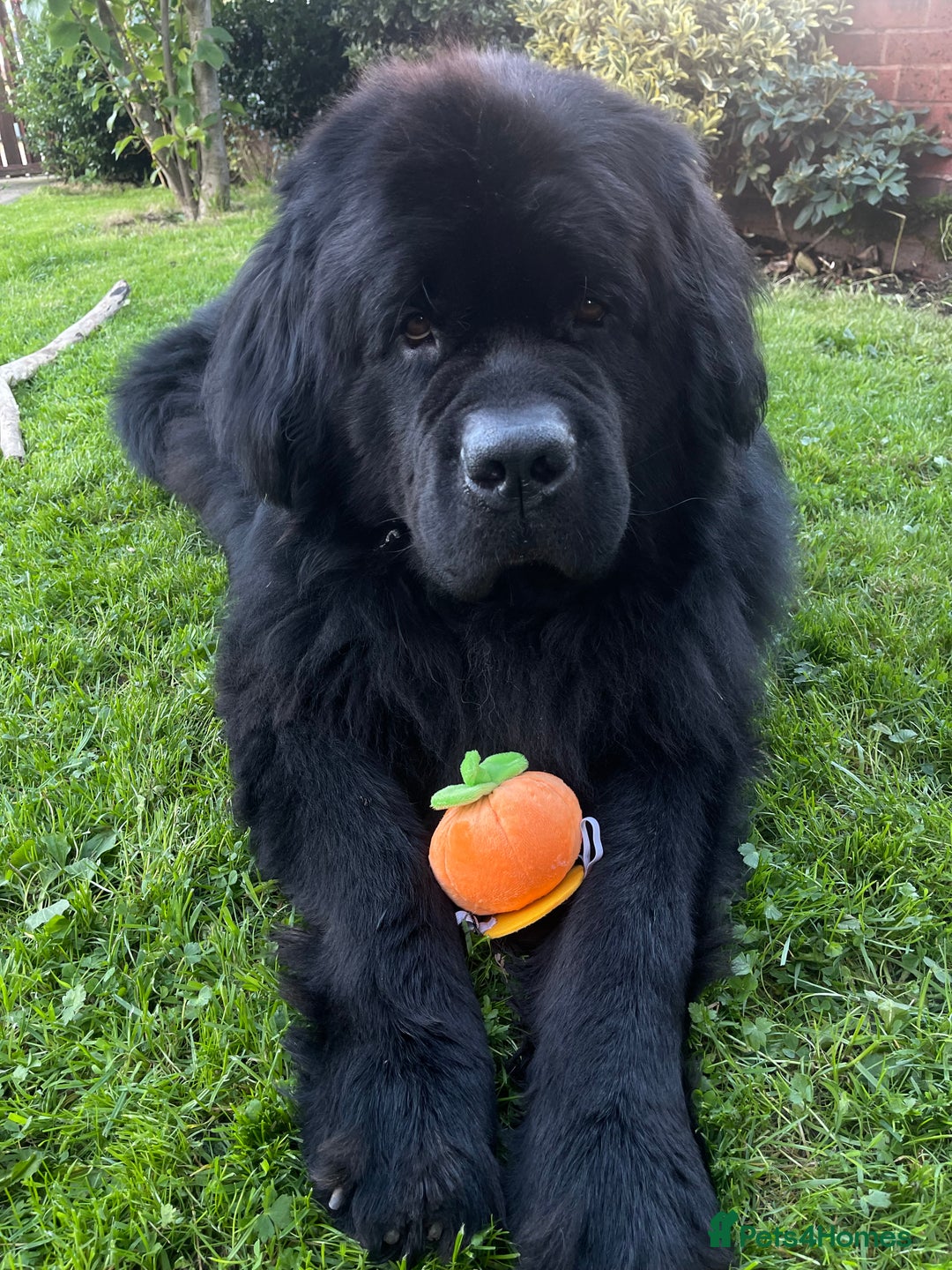 Newfoundland dogs for stud: Newfoundland stud  - Image 11