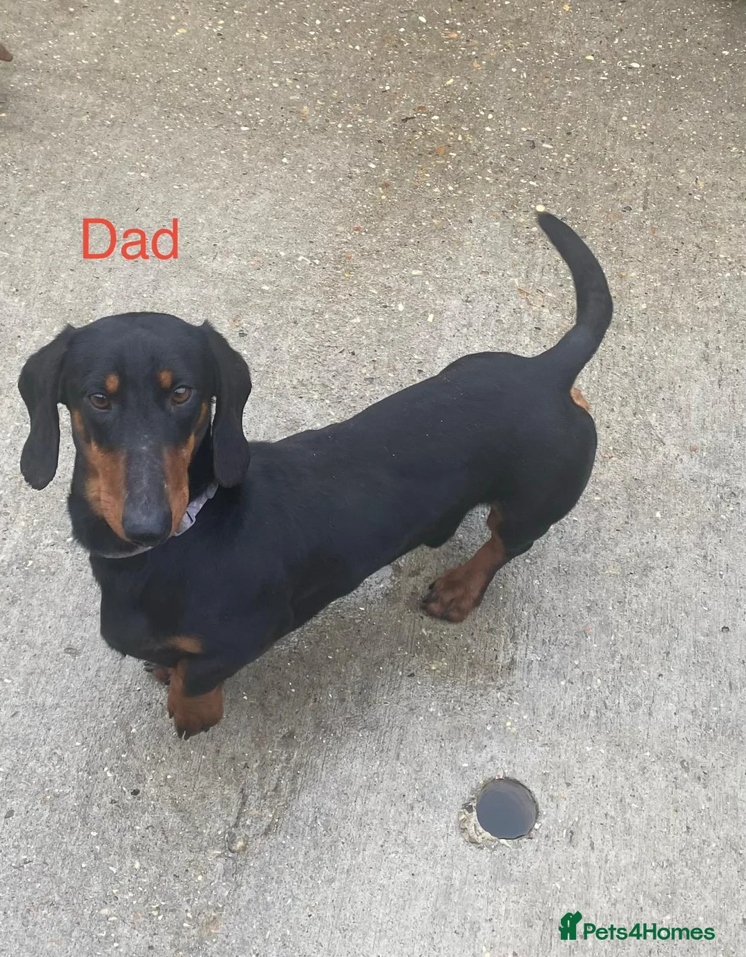 Dachshund dogs for sale: Last 2 dachshund boys left.  - Advert 2