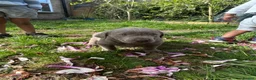 Labrador Retriever dogs for sale: 5 generations pedigree silver Labrador puppies  - Advert 19