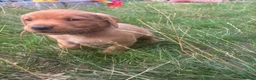 Labrador Retriever dogs for sale: Labrador puppies  in Welwyn Garden City - Advert 5