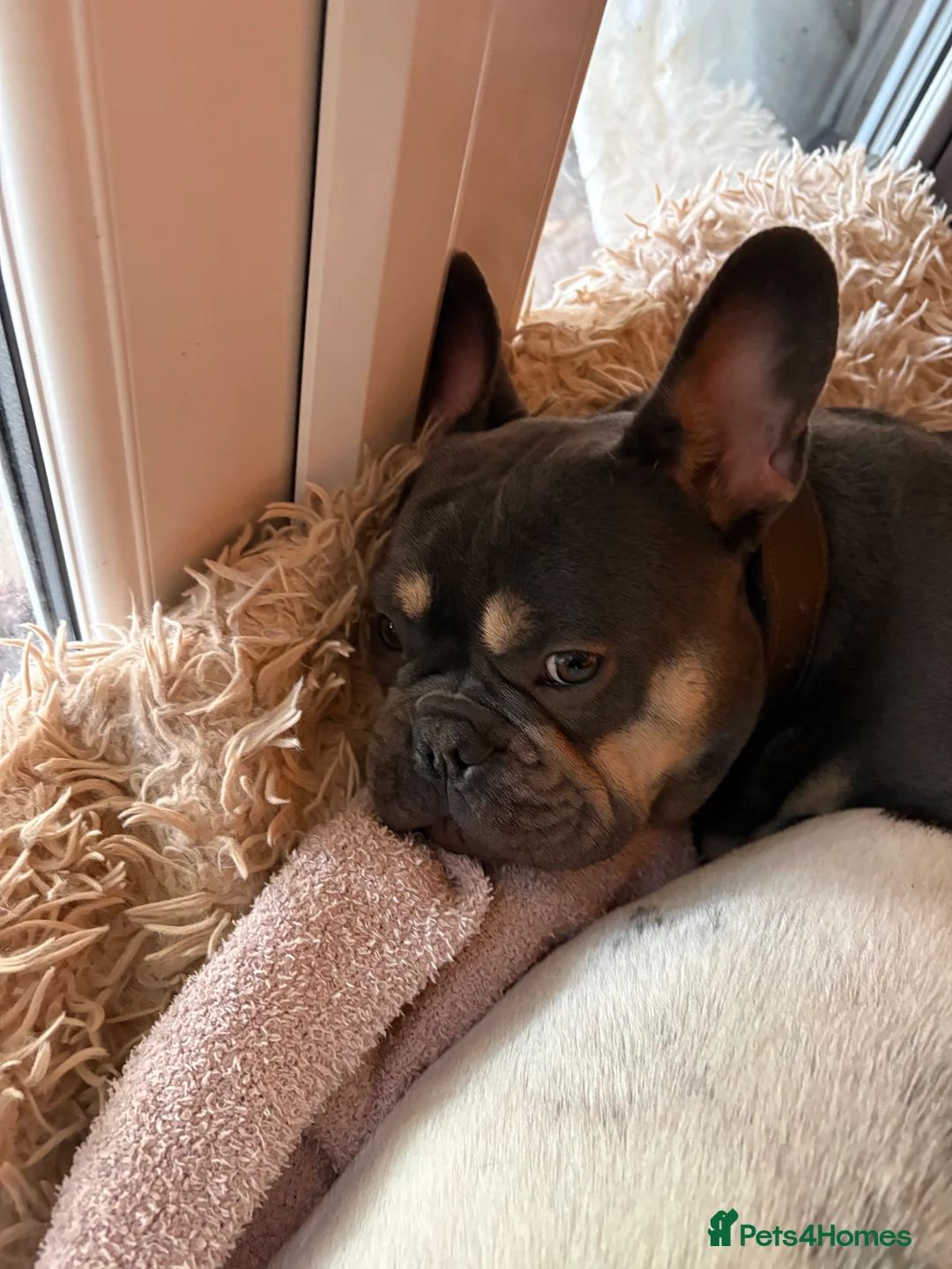 French Bulldog dogs for sale: French bulldog lilac tan 10 months old - Advert 4
