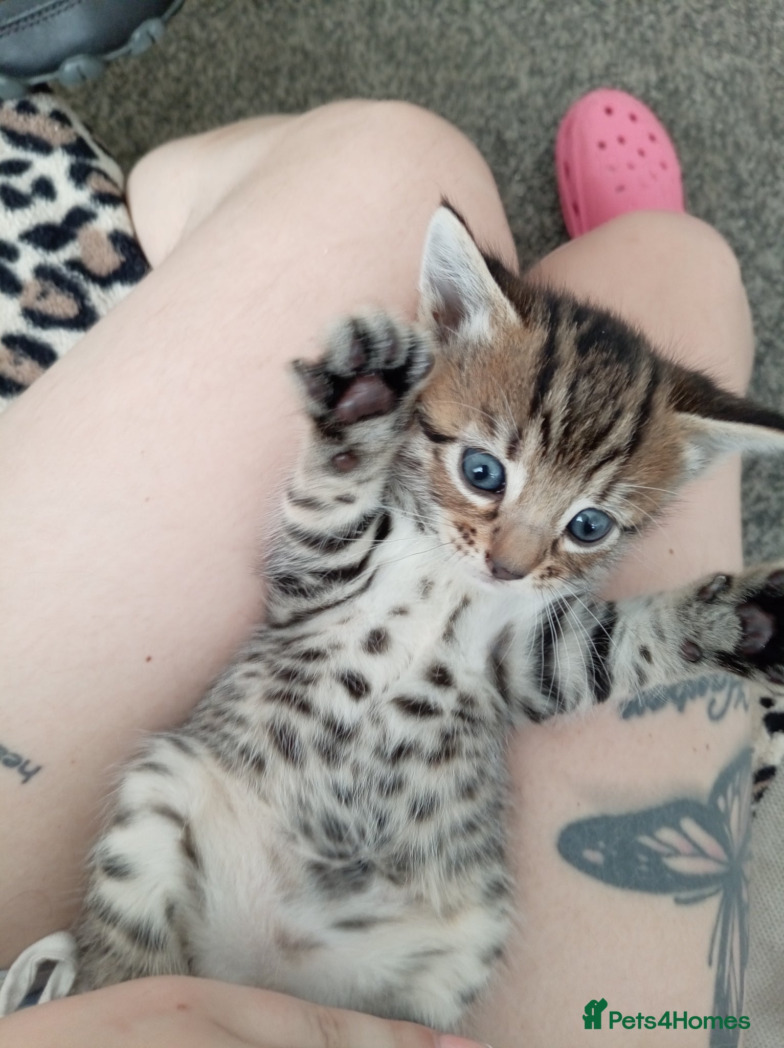 Bengal cats Beautiful baby bengals - Advert 20