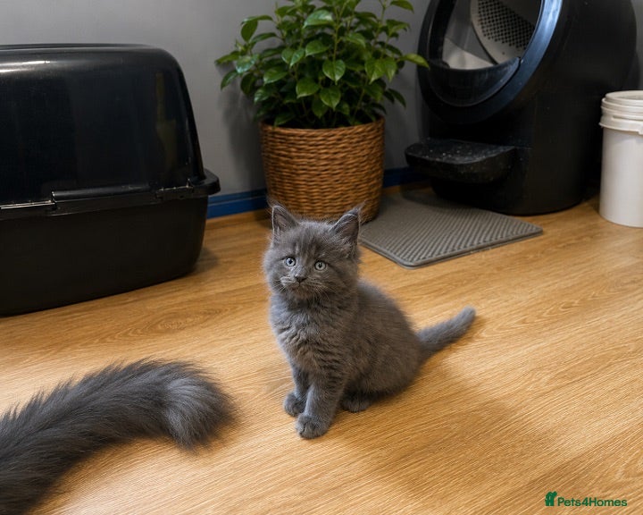 Maine Coon cats Very Affectionate TICA Pedigree Health Checked - Advert 6