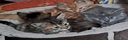 Mixed Breed cats for sale: Lovely Kittens 😻 - Advert 8