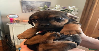 Mixed Breed dogs - Advert 7