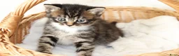 Mixed Breed cats for sale: Meet Our Beautiful Kittens! 🐾 - Advert 13