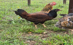 Chickens poultry for sale: POL Swedish Flower, Araucana & Game - Image 4