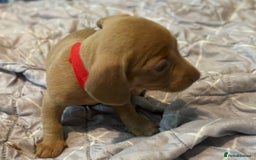 Dachshund dogs for sale: Sausage dog puppies for sale  - Image 6