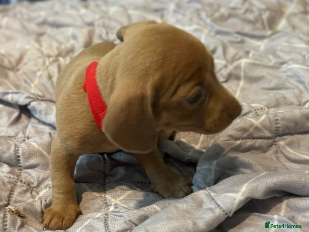 Dachshund dogs for sale: Sausage dog puppies for sale  - Image 6