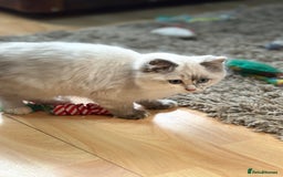 Ragdoll cats for sale: Stunning Ragdoll kittens available now - Advert 5