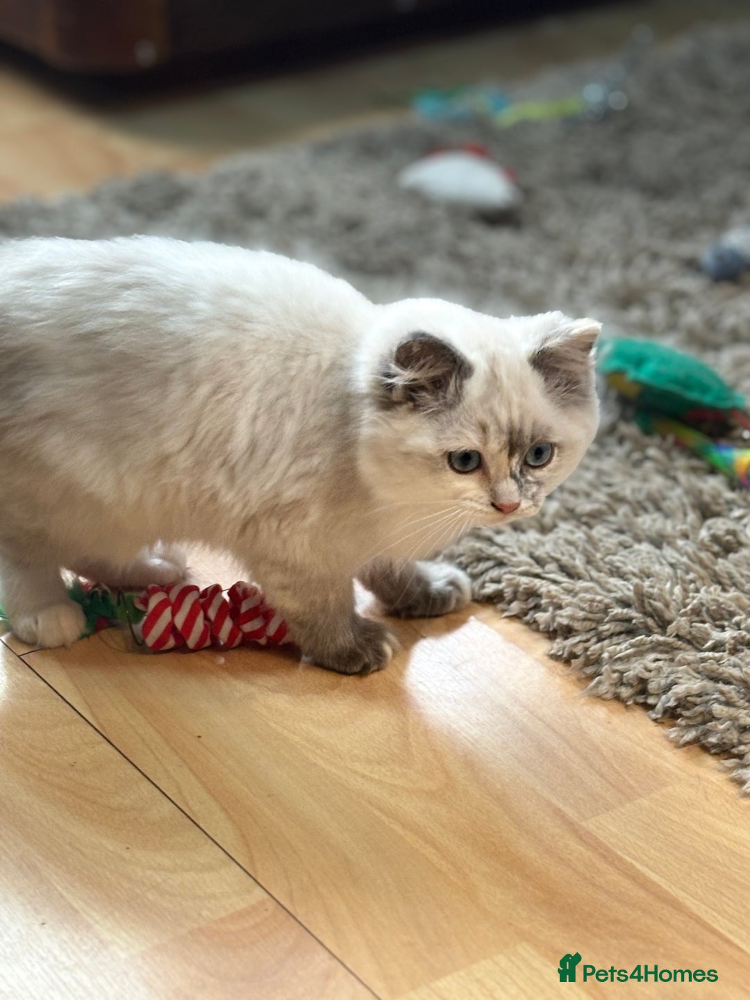 Ragdoll cats for sale: Stunning Ragdoll kittens available now - Advert 5