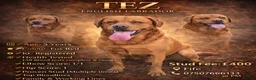 Labrador Retriever dogs for sale: Kc Reg Dark Fox Red & Light Red Lab Pups - Advert 3