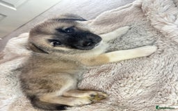 Mixed Breed dogs for sale: Akita/Belgian malenute puppy’s  - Image 9