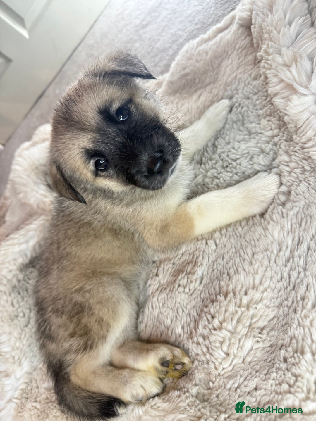Mixed Breed dogs for sale: Akita/Belgian malenute puppy’s  - Image 9