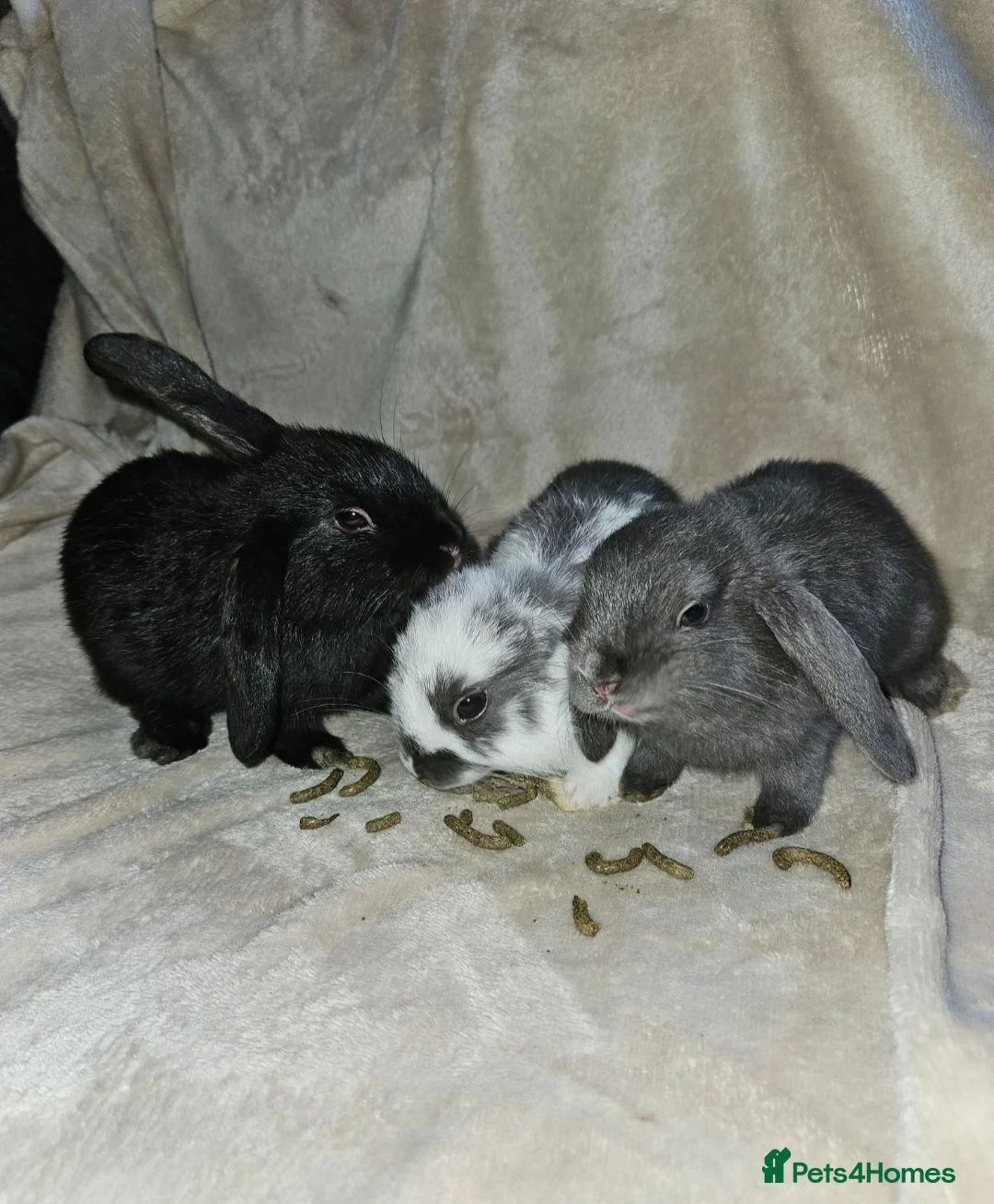 Mini Lop rabbits for sale: Baby Lop rabbits for sale to loving homes - Advert 1