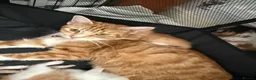 Domestic Shorthair cats for sale: Stunning kittens  - Advert 1