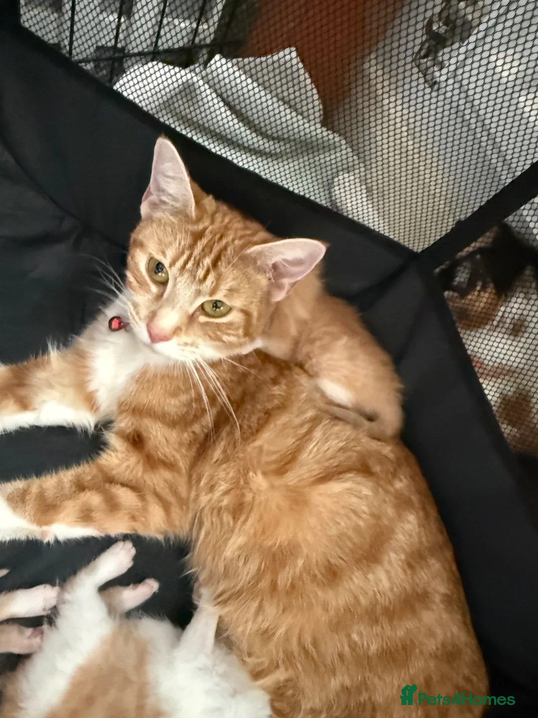 Domestic Shorthair cats for sale: Stunning kittens  - Advert 1
