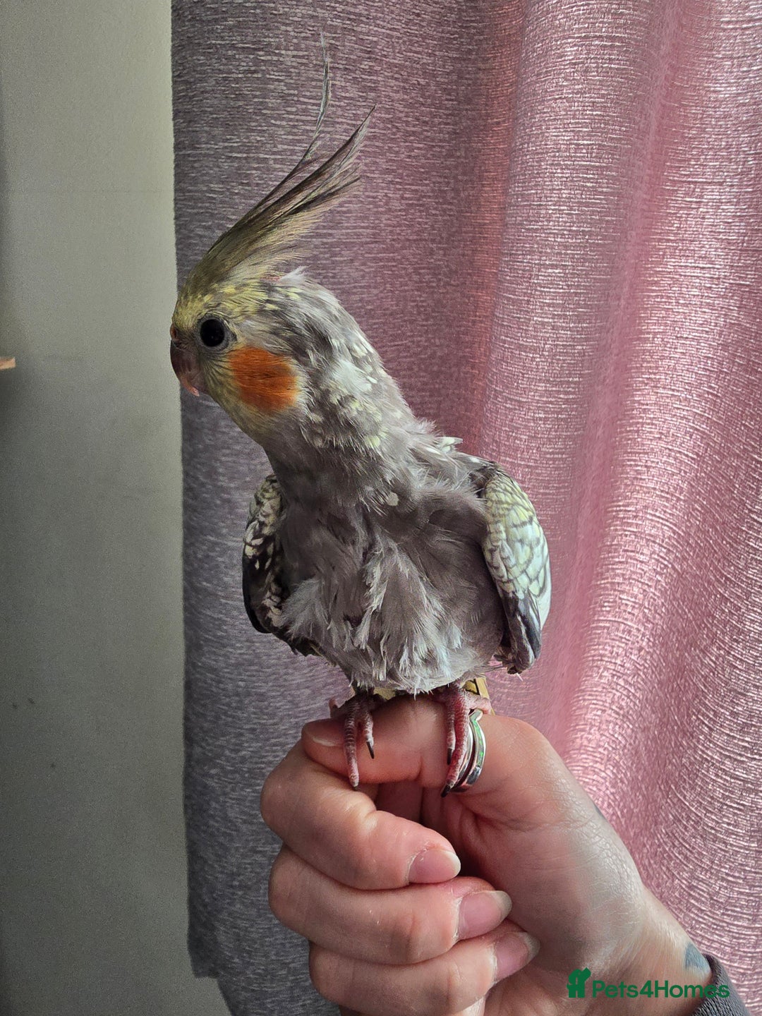 Cockatiels birds for sale: Baby cockatiel - Image 8