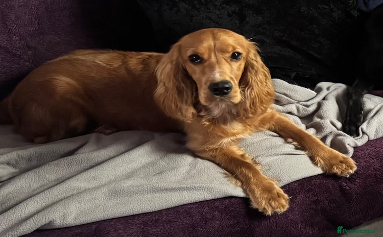Cocker Spaniel dogs - Advert 3