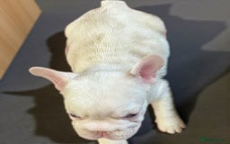 French Bulldog dogs for sale: Pink Health clear Frenchie - DEZINERBULLZ lines - Image 3