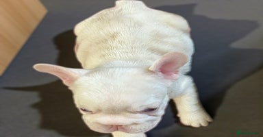 French Bulldog dogs - Advert 7