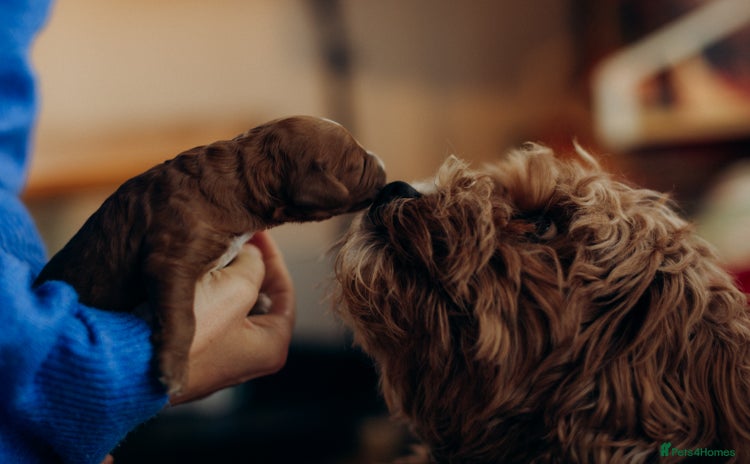 Cavapoo dogs - Advert 3