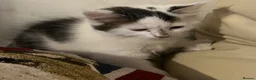 Mixed Breed cats for sale: 6 kittens for sale  - Advert 18