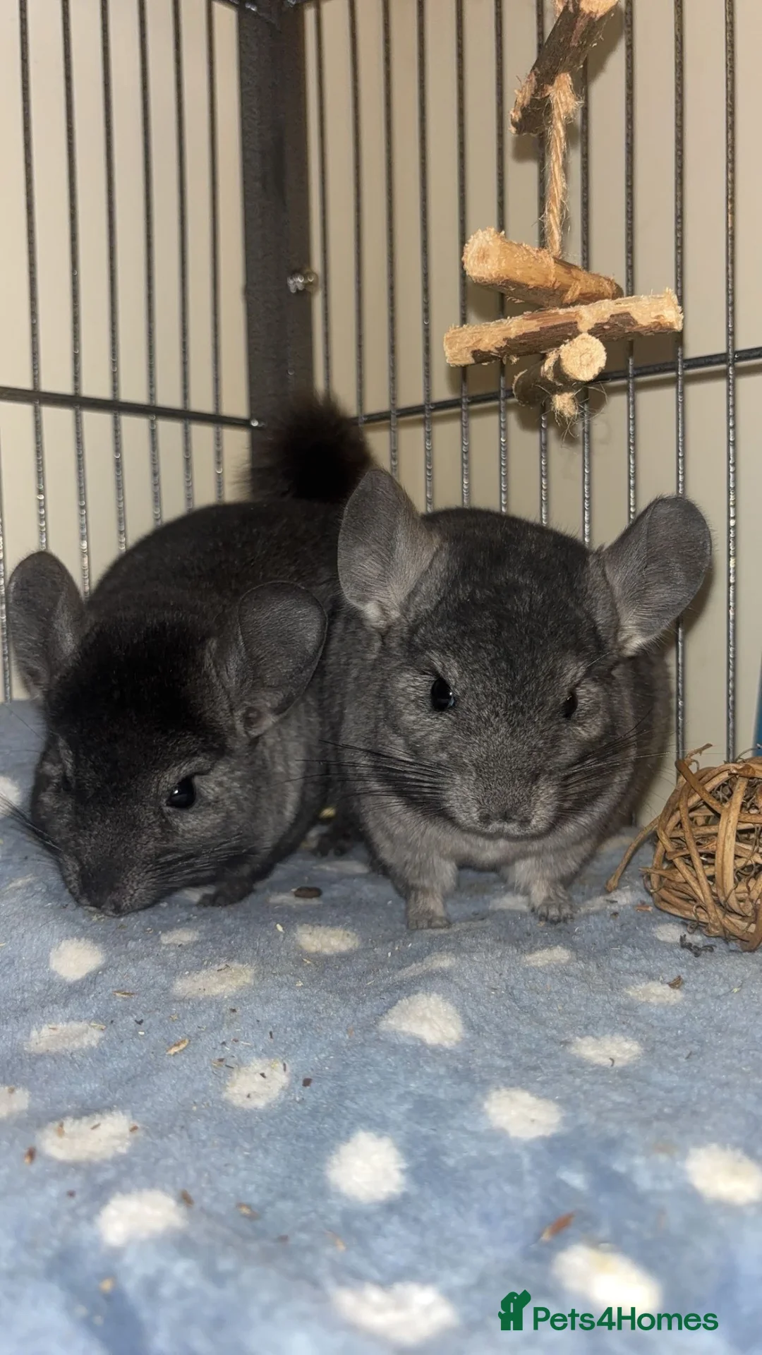 Chinchilla rodents for sale: Male chinchillas (brothers) in Melton Mowbray - Advert 1