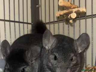 Chinchilla rodents Male chinchillas (brothers) - Advert 1