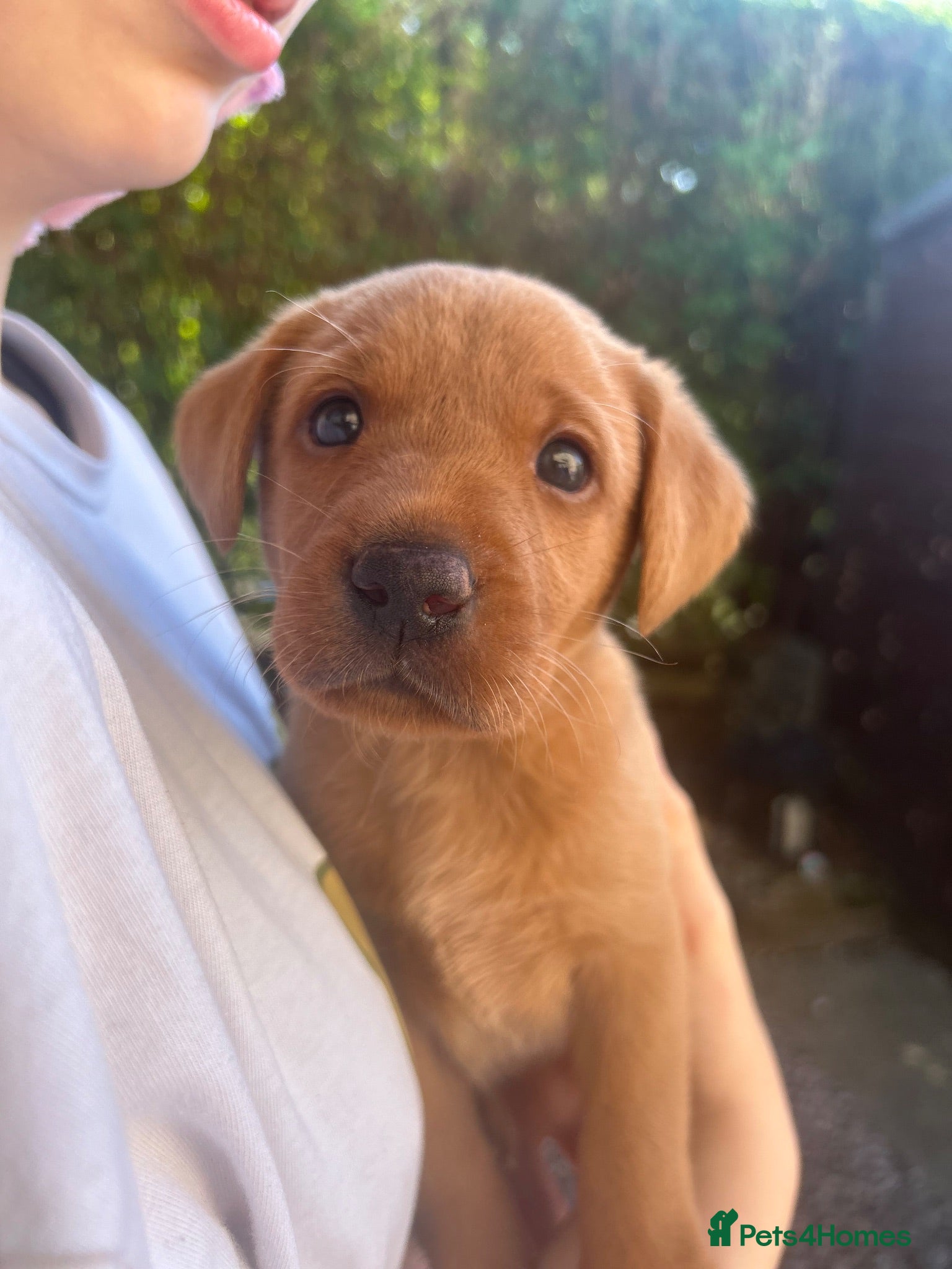 Labrador Retriever dogs Gorgeous Labrador puppies  - Advert 1