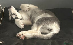 Siberian Husky dogs for sale: Husky pups 1 beautiful girl & 1 handsome boy left. - Image 11