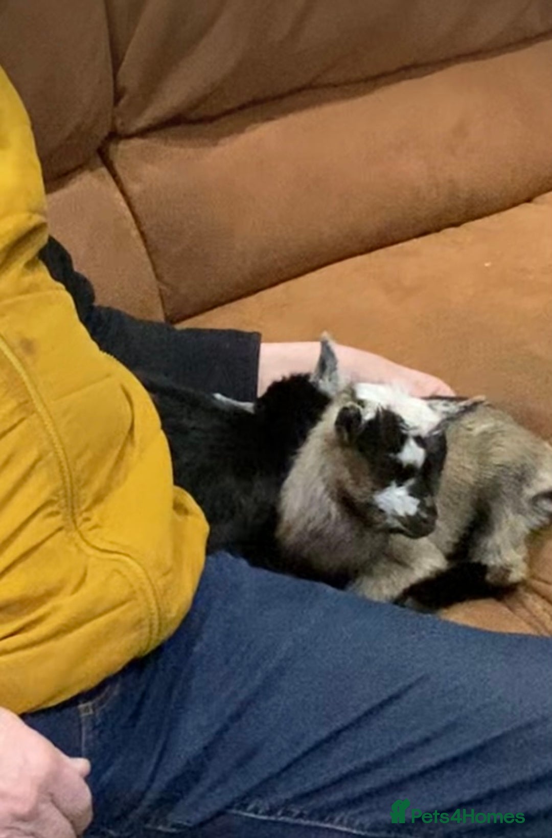 Goats livestock for sale: GORGEOUS NEW BORN BABIES AND FRIENDLY PET WETHERS  - Image 11