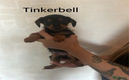 Mixed Breed dogs for sale: Miniature Dorkies - Image 7