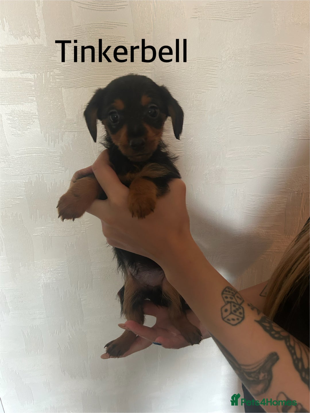 Mixed Breed dogs for sale: Miniature Dorkies - Image 7