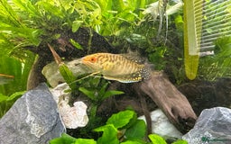 Shrimps fish for sale: Multiple fish & shrimp, please see description  - Image 13