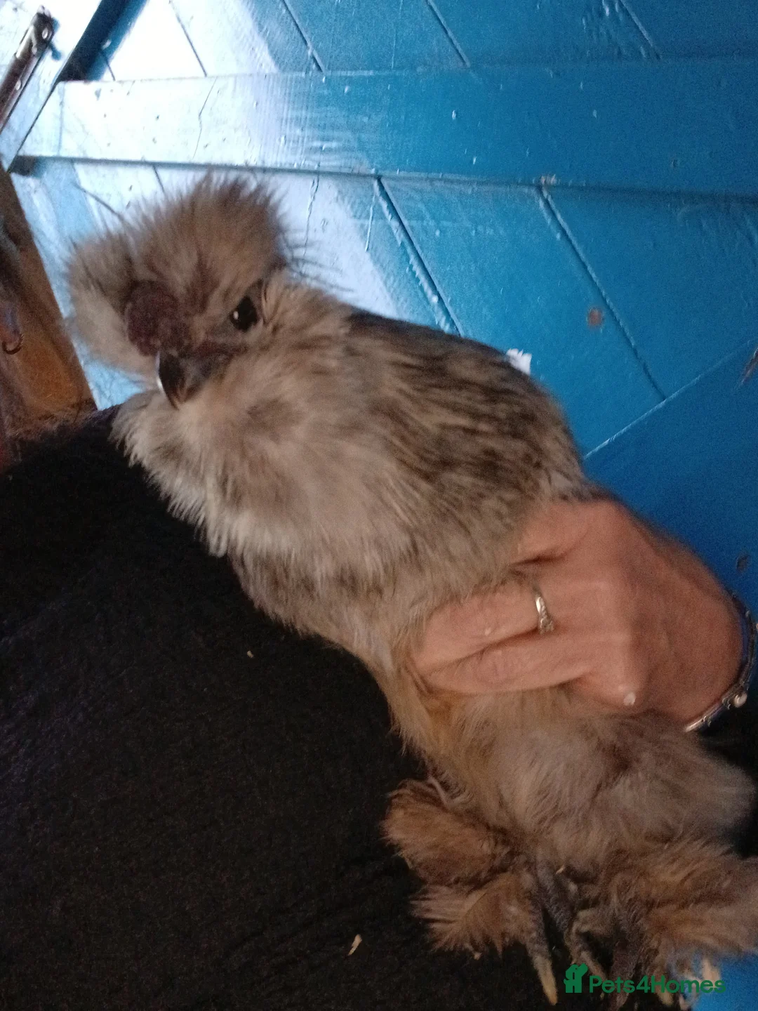 Chickens poultry for sale: 3 beautiful fluffy silkie chickens  - Advert 1