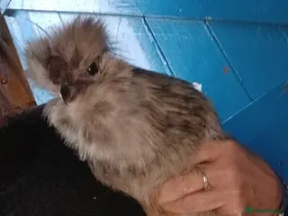 Chickens poultry 3 beautiful fluffy silkie chickens - Advert 2