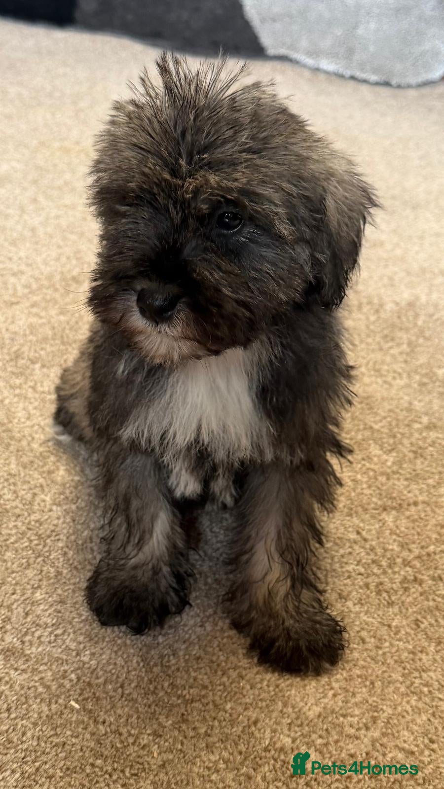 Schnoodle dogs Schnoodle puppies for sale   - Advert 6