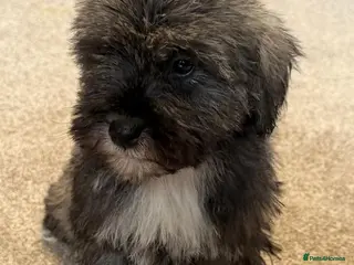 Schnoodle dogs Schnoodle puppies for sale - Advert 6