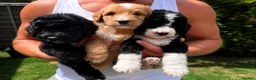 Mixed Breed dogs for sale: Ready now Aussie Bernedoodles - Advert 2