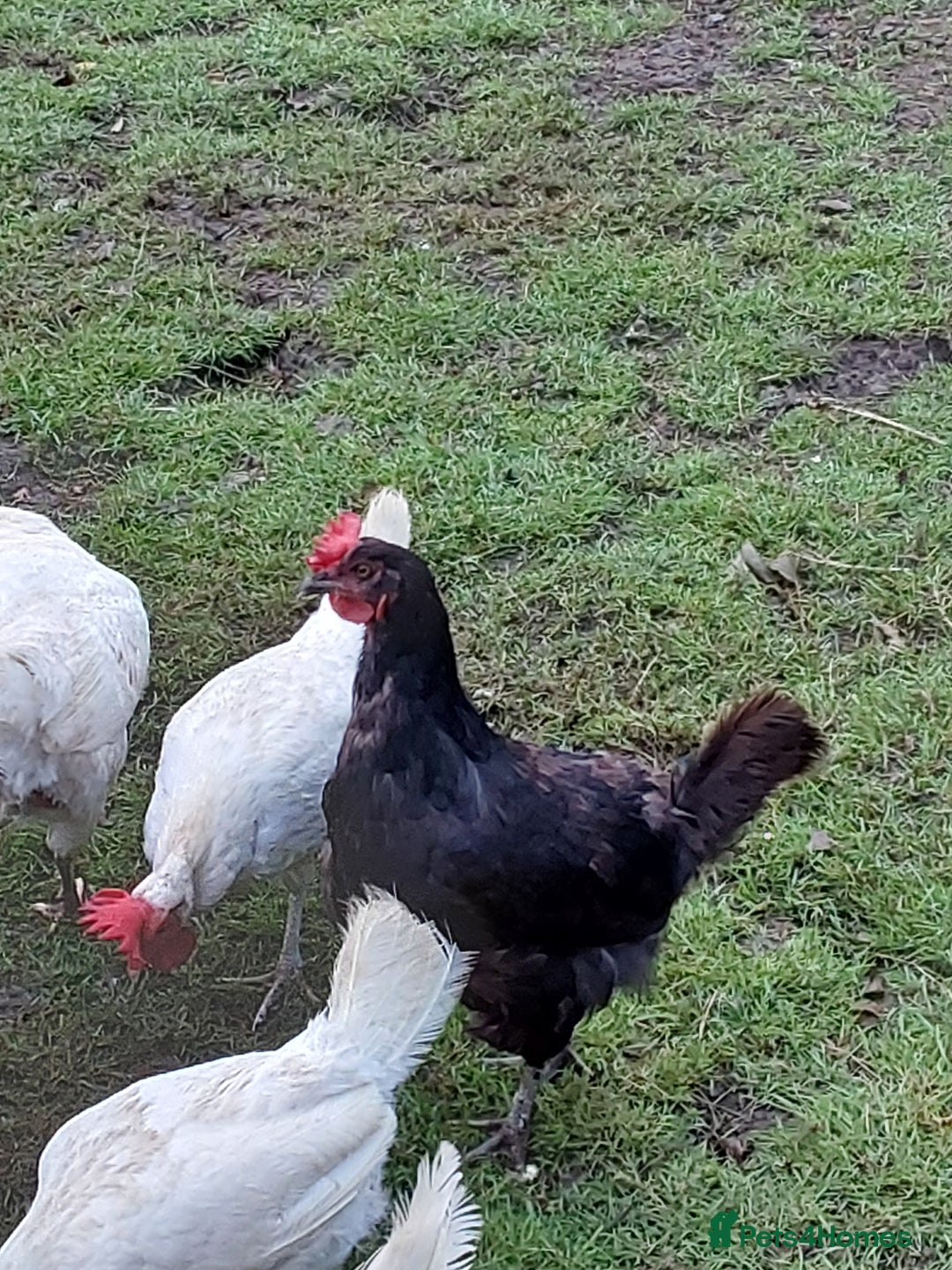 Chickens poultry for sale: Chickens  - Image 5