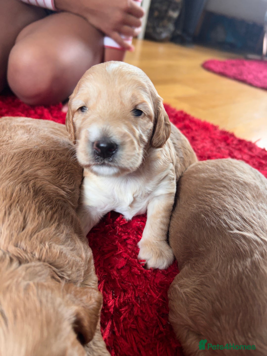 Cockapoo dogs for sale: Cockapoos x 5 2 girls 3 boys f1 - Image 1